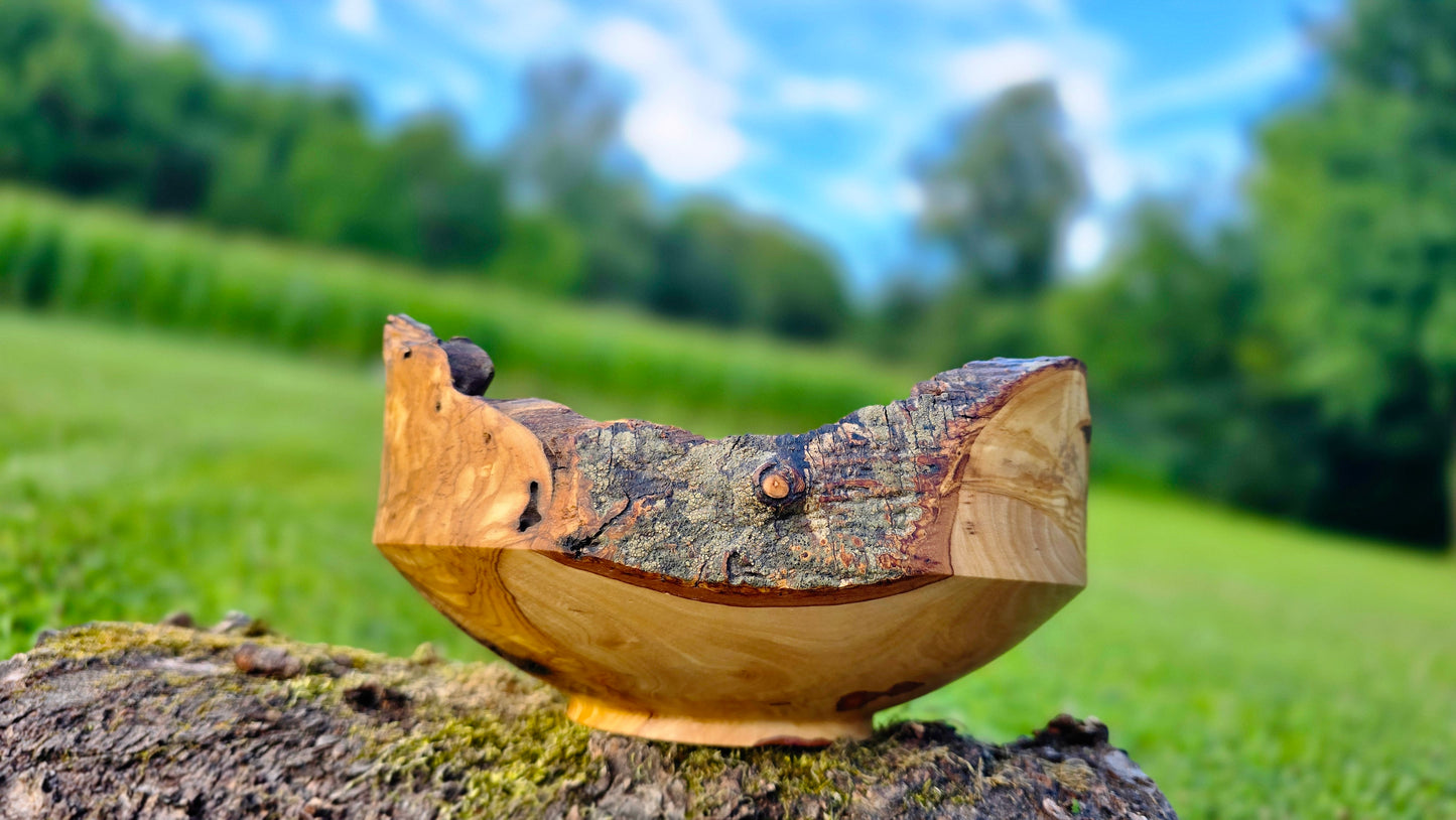 Wooden bowl on a natural background with greenery
